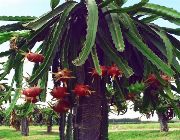 Fruits;  trees;  everything else;  garden accessories;  plants;  home decor -- Everything Else -- Rizal, Philippines