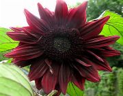 Sunflower;  garden accessories;  home decor;  everything else;  plants;  flowers;  seeds -- Everything Else -- Rizal, Philippines