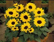Sunflower;  garden accessories;  flowers;  plants;  seeds;  home decor;  everything else -- Everything Else -- Rizal, Philippines