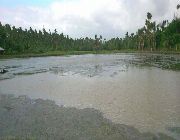 FISHPOND LEASE/RENT -7 HECTARES – (7 YEARS CONTRACT) -- Real Estate Rentals -- Quezon Province, Philippines