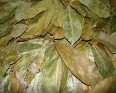 Guyabano Leaves [ Natural & Herbal Medicine ] Metro Manila, Philippines