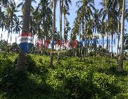 PADRE GARCIA BATANGAS FARM LOT FOR SALE -- Land -- Batangas City, Philippines