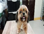 shih tzu, dog, female, puppy -- Dogs -- Metro Manila, Philippines