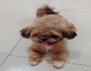 shih tzu, dog, female, puppy -- Dogs -- Metro Manila, Philippines