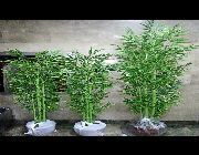 artificial Bamboo Plant Flowers Grass -- All Home Decor -- Caloocan, Philippines