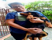 rottweiler puppy puppies rott gs -- Dogs -- Metro Manila, Philippines