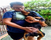 rottweiler puppy puppies rott gs -- Dogs -- Metro Manila, Philippines
