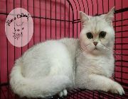 british shorthair,parents,breeders, -- Cats -- Metro Manila, Philippines