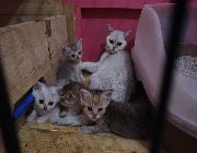 british shorthair,parents,breeders, -- Cats -- Metro Manila, Philippines