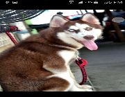 siberian husky puppies wooly dog pet pets huskies puppy -- Dogs -- Cavite City, Philippines
