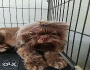 choco liver shih tzu shih-tzu stud service male las pinas las piñas pcci registered proven 2 balls with papers -- Other Services -- Las Pinas, Philippines