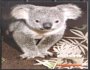 #stamps #AustraliaStamps #postcard #kangaroo #koala -- Stamps -- Metro Manila, Philippines