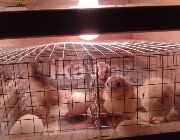 EGG INCUBATOR, EGG INCUBATOR FOR SALE -- Agriculture & Forestry -- Rizal, Philippines