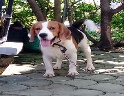 STUD BEAGLE, beagle, dogs, pets, animals, house, for sale, stud service,pet accessories, pet supplies, home service Beagle, dogs, pets, animals, for sale, kids, children, family, business, near heat, breeding, litter, puppies, money, income, sideline, dog -- Dogs -- Quezon City, Philippines