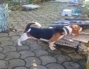 STUD BEAGLE, beagle, dogs, pets, animals, house, for sale, stud service,pet accessories, pet supplies, home service Beagle, dogs, pets, animals, for sale, kids, children, family, business, near heat, breeding, litter, puppies, money, income, sideline, dog -- Dogs -- Quezon City, Philippines