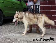 Dogs, Stud, Husky -- Dogs -- Bulacan City, Philippines