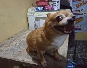 Chihuahua Stud -- Dogs -- Rizal, Philippines