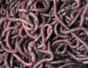 anc worms, earthworms, vermiculture, vermicast, african night crawlers, composting worms -- Other Pets -- Metro Manila, Philippines