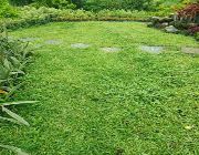 landscape, plants for sale, frograss, carabao grass, -- Other Services -- Calamba, Philippines
