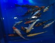 Koi fish -- Other Business Opportunities -- Caloocan, Philippines