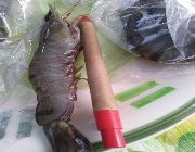 Shrimps -- Food & Related Products -- Bacoor, Philippines