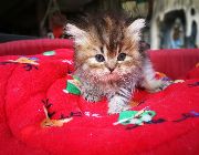 cat, kitten, persian, quality, persian cat, persian kitten, acidburn cattery -- Cats -- Metro Manila, Philippines