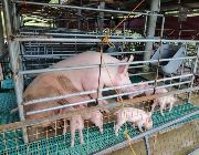baktin, piglets, baktin  for sale -- Livestock -- Cebu City, Philippines