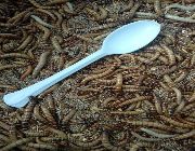 Superworms -- Exotic -- Metro Manila, Philippines