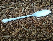 Superworms -- Exotic -- Metro Manila, Philippines