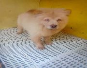 dog, chowchow, pet -- Dogs -- Bulacan City, Philippines