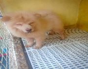 dog, chowchow, pet -- Dogs -- Bulacan City, Philippines