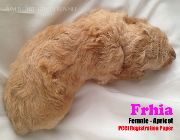 Toy Poodle Puppy Female Color Apricot -- Dogs -- Metro Manila, Philippines