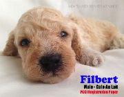 Toy Poodle Puppy Color Cafe Au Lait Male -- Dogs -- Metro Manila, Philippines