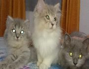 persian kitten -- Cats -- Metro Manila, Philippines