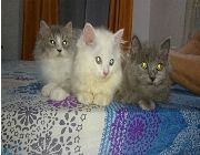 persian kitten -- Cats -- Metro Manila, Philippines