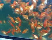 Koi fish -- Other Business Opportunities -- Caloocan, Philippines
