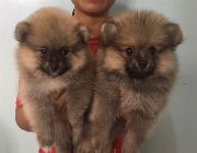 pomeranian -- Dogs -- Bacoor, Philippines