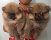 pomeranian -- Dogs -- Bacoor, Philippines