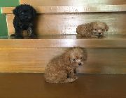 POODLES, TOY, DOGS, PETS, ANIMALS, PCCI, FOR SALE -- Other Business Opportunities -- Makati, Philippines