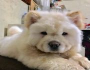 Chow chow -- Other Business Opportunities -- Metro Manila, Philippines
