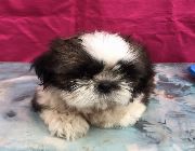 shih tzu for sale -- Dogs -- Imus, Philippines