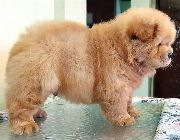 dog, dogs, chow, chows, chow chow, chow chows, pets, puppy, puppies -- Dogs -- Pangasinan, Philippines