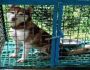 siberian husky -- Dogs -- San Carlos, Philippines