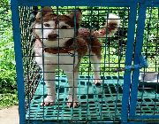 siberian husky -- Dogs -- San Carlos, Philippines