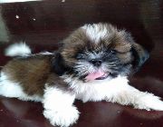 Shihtzu -- Other Business Opportunities -- Las Pinas, Philippines