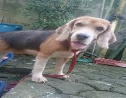 STUD BEAGLE, beagle, dogs, pets, animals, house, for sale, stud service,pet accessories, pet supplies, home service -- Other Business Opportunities -- Quezon City, Philippines