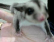 Sugar Glider Exotic Cute Small Animals -- Exotic -- San Juan, Philippines