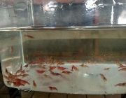 Red Cherry Shrimp, RCS, Cherry Shrimp -- Fish & Reptiles -- Rizal, Philippines