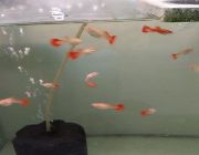 Albino Full Red Guppy, Guppy -- Fish & Reptiles -- Rizal, Philippines
