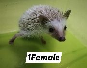 hedgehogs -- Other Pets -- Metro Manila, Philippines